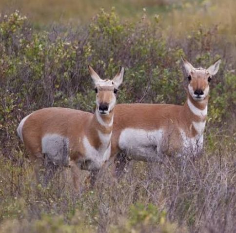 <p>Female antelope (pronghorn)</p>