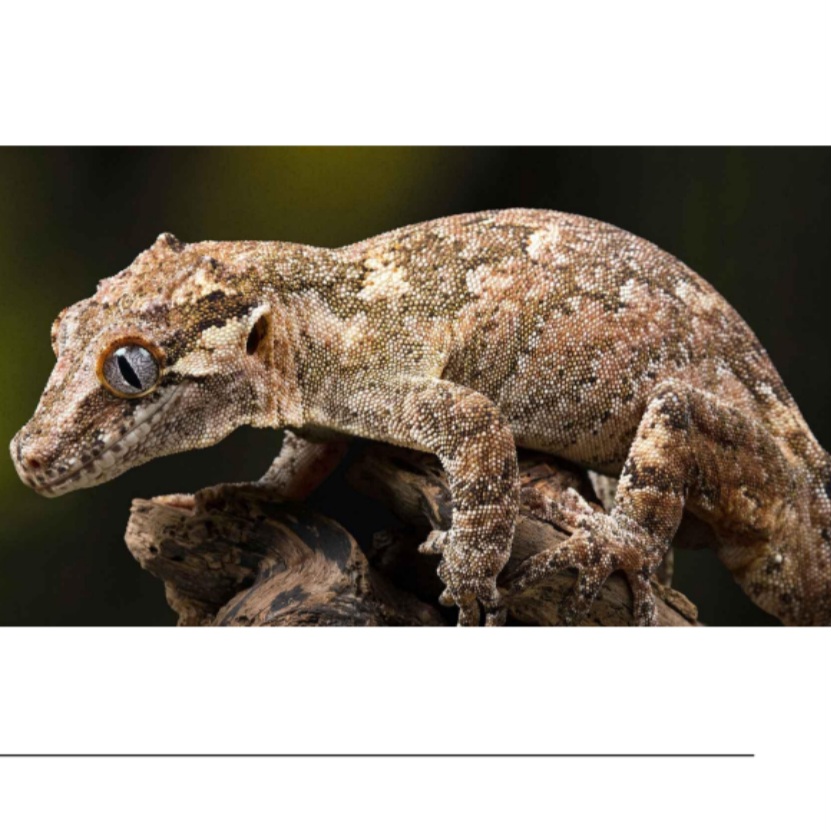 <p>name this animal</p>