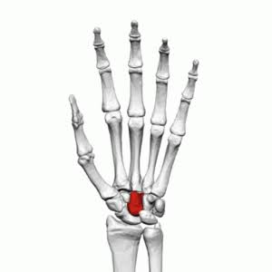 <p>name this carpal </p>