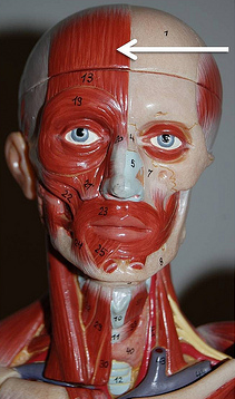 <p>Muscle, Action. Perform the action on your own body</p>