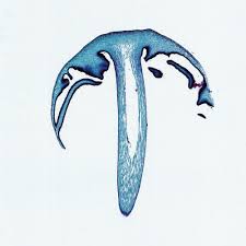 <p>Coprinus (Basidiomycota)</p>