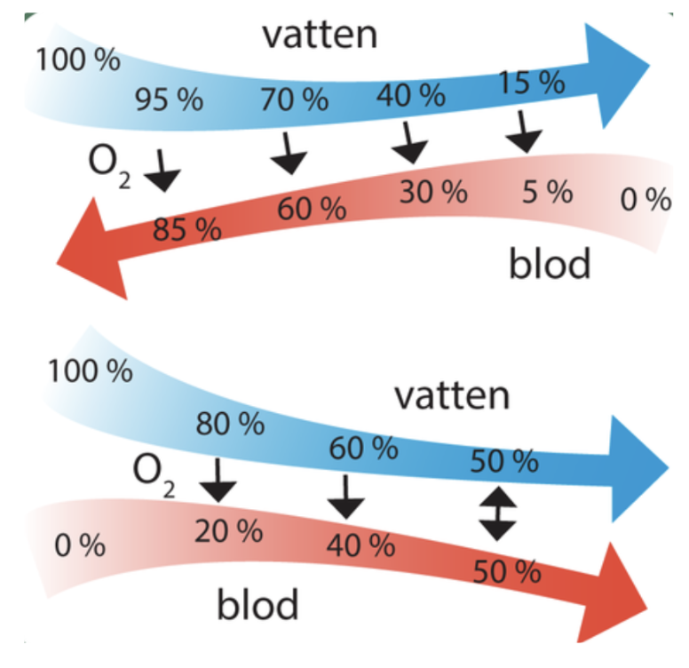 <p><span style="background-color: transparent; font-family: "Cormorant Garamond", serif;">Motströmsprincipen gör deras syreupptagning extremt effektiv trots att vatten är syrefattigt. Motströmsprincipen innebär att <strong>vatten</strong> och <strong>blod</strong> flödar i motsatta riktningar. </span></p><ul><li><p><span style="background-color: transparent; font-family: "Cormorant Garamond", serif;">Strömmen med vatten går i motsatt riktning mot blodströmmen när vattnet strömmar förbi gälarna. Det innebär att blodet hela tiden möter vatten med en större syrehalt än blodet har. Diffusionen sker därför från vatten till blod under blodets hela resa i blodkärlen i gälarna.</span></p></li></ul><p></p>