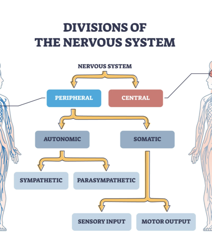 <p>Sensory division and motor division.</p>