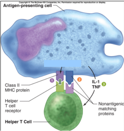 <ol><li><p>APC displays an antigen on MHC which the t cell receptor recognizes</p></li><li><p>handshake: co-stimulatory molecules on APC bind to receptors on the t cell </p></li><li><p>APC releases cytokines which activate the t cell and direct its response</p></li><li><p>helper t cell is fully activated</p></li></ol><p></p>
