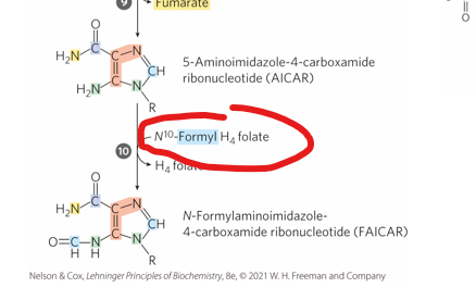 <ul><li><p>Unlike pyrimidine biosynthesis, where the nitrogenous base is synthesized first and then attached to a sugar-phosphate molecule, purine biosynthesis starts with <strong>PRPP (5-phosphoribosyl-1-pyrophosphate)</strong>.</p></li><li><p>PRPP already contains a ribose sugar with an attached phosphate group, and the purine base is <strong>built directly onto the ribose</strong>, atom by atom.</p></li><li><p>This means the two-ring structure of purines (the fused imidazole-pyrimidine ring) is constructed in a stepwise manner <strong>beginning with the attachment of nitrogen from glutamine to carbon 1 of PRPP.</strong></p></li><li><p><strong>Other atoms in the ring come from amino acids :glycine and aspartate as well as single carbon donors like _________</strong><br></p></li></ul><p>What is an example of a single carbon donor?</p><p></p>