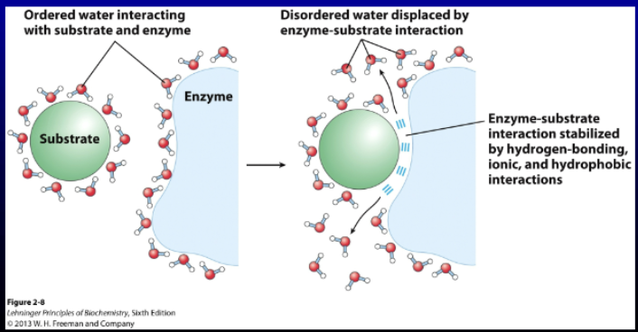 <p>When substrates/ligands interact with</p><p>enzymes/receptors, the final interactions must have a</p><p>______ energy state than the initial “fully solvated”</p><p>state for each molecule</p>