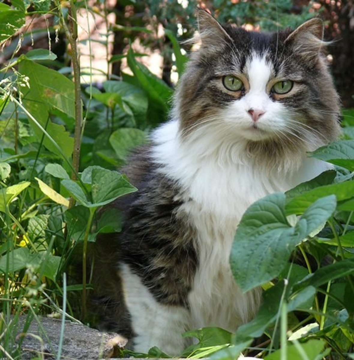 <p>female cat</p>