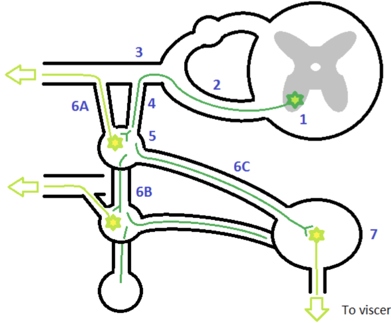 <p>describe 6C: continue medially into __</p>