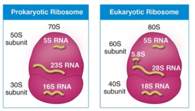 <p>PROKARYOTIC: 16S rRNA SSU</p><p>70S Ribosome size</p><p></p><p>EUKARYOTIC: 18S rRNA SSU</p><p>80S Ribosome size </p>