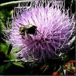 <p>Identify the insect and <strong>order</strong></p>