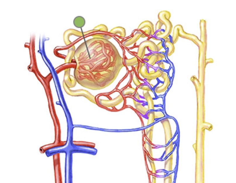 <p>Which part of renal corpuscle:</p><ul><li><p>Network of capillaries inside renal corpuscle</p></li></ul><p></p>
