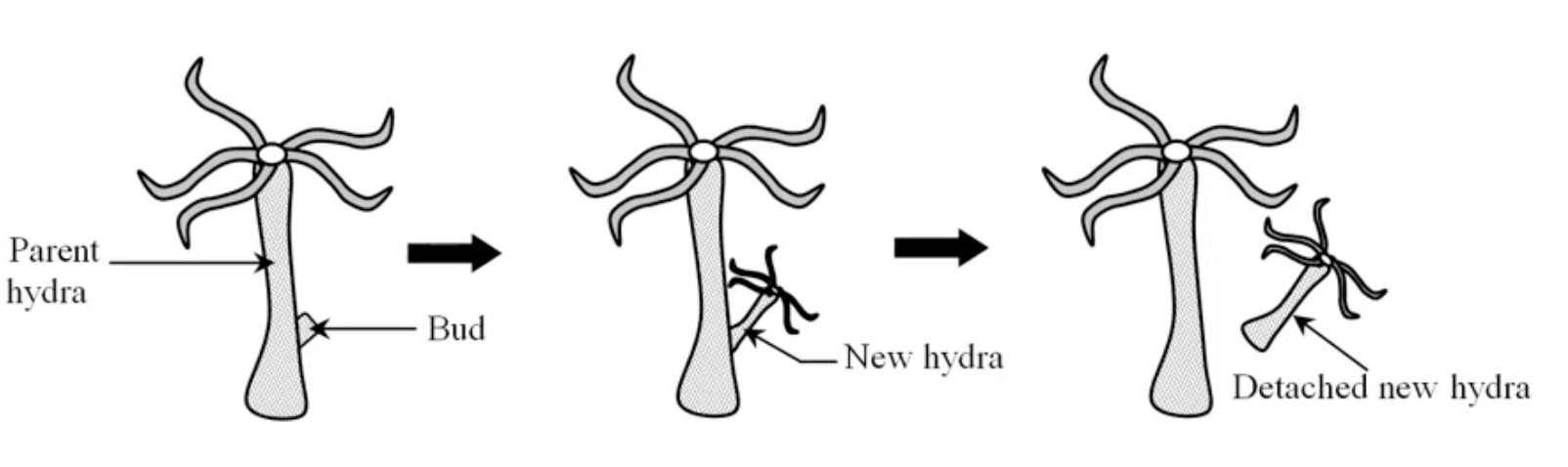 <p>bud forms AND matures→then breaks off=new animal</p><p>ex//hydra </p>