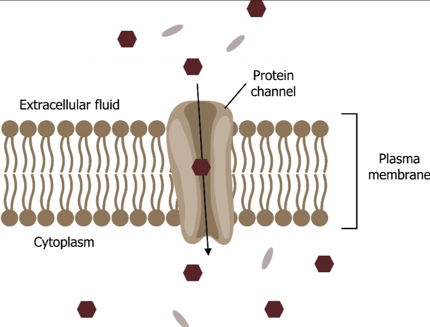<p>Define the protein particles</p>