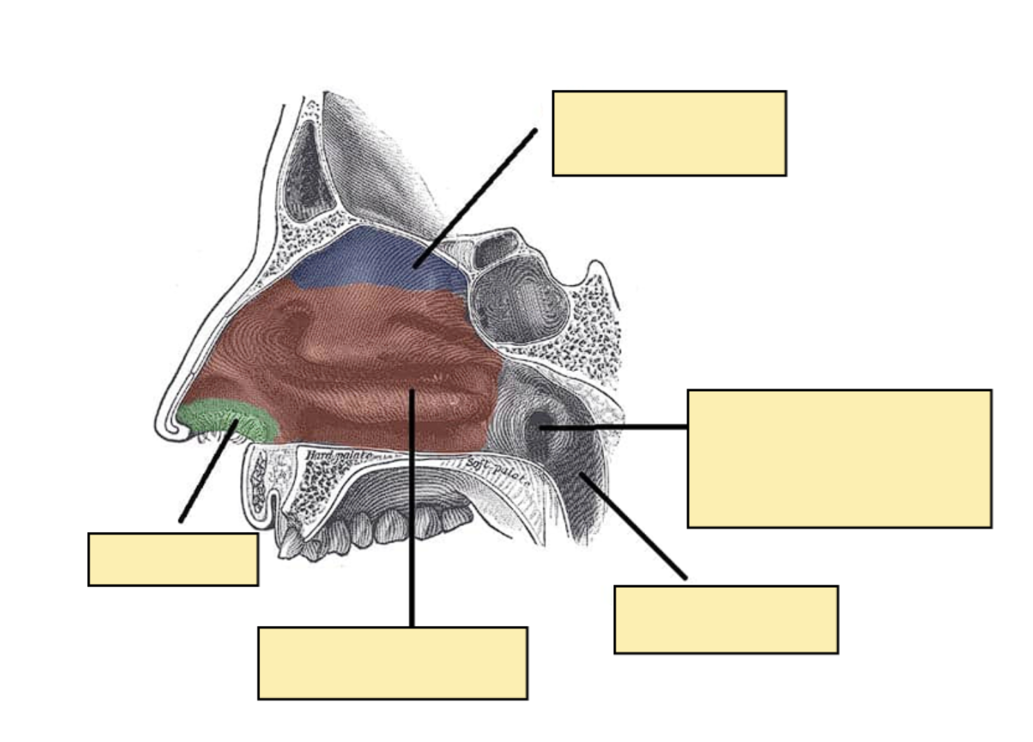 <p>Diagram of the nasal cavity [Image]?</p>