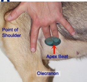 <p>Auscultate OR palpate Apex beat (mitral valve) on Left hemithorax</p><p>Palpate- femoral artery pulse</p>