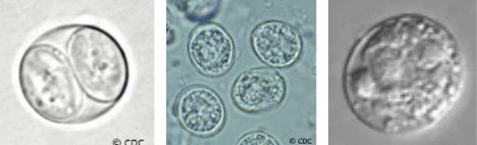 <ul><li><p>sporozoan parasite that infects nucleated cells of almost all animals and birds</p></li><li><p>non-specific invasion, difficult to diagnose</p></li><li><p>Diagnosis involves detection of IgG and IgM ab by enzyme immunoassay.</p></li></ul><p></p>
