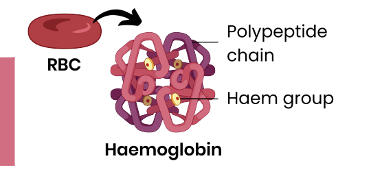<ul><li><p>protein with a quaternary structure </p></li><li><p>made of 4 polypeptide chains </p></li><li><p>each chain contains a <strong>Haem</strong> <strong>group</strong> contain and iron iron </p></li></ul><p></p>