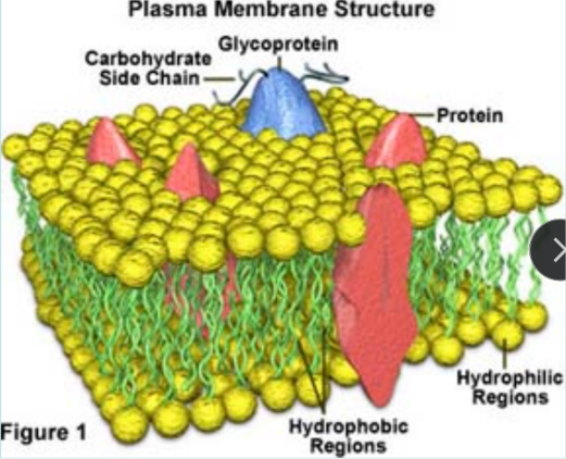<p>plasma membrane structure </p>