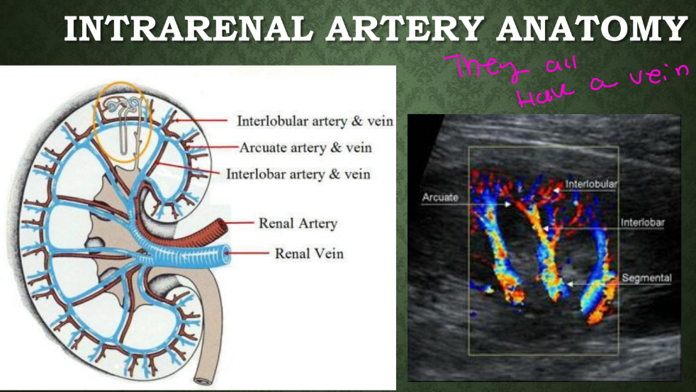 <p>What vessels usually accompany the renal arteries?</p>