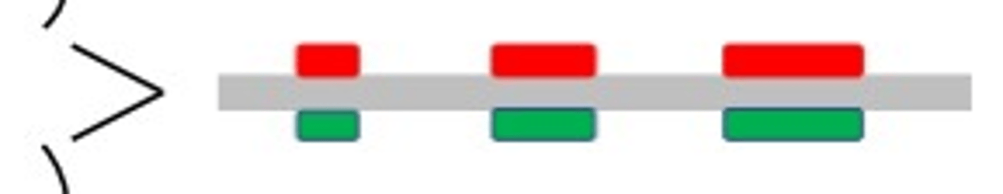 <p>Barrel Card tests ____ vergences</p>