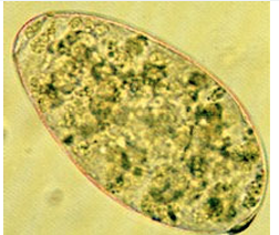 <p>Rumen&nbsp;Fluke</p><p>Cattle,&nbsp;sheep&nbsp;&amp;&nbsp;goats</p>