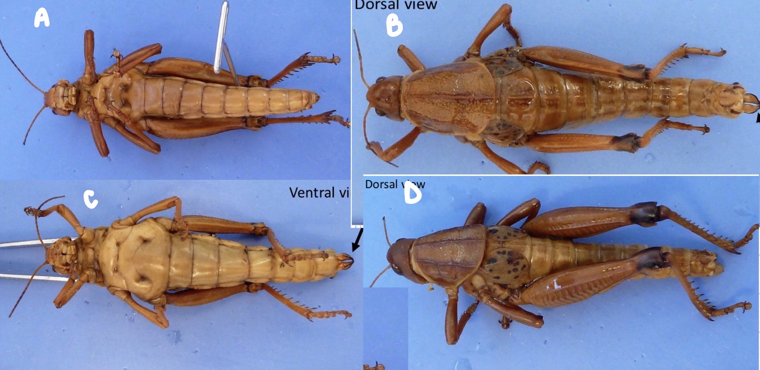 <p>Which images show male Romalea? Which images show female Romalea?</p>