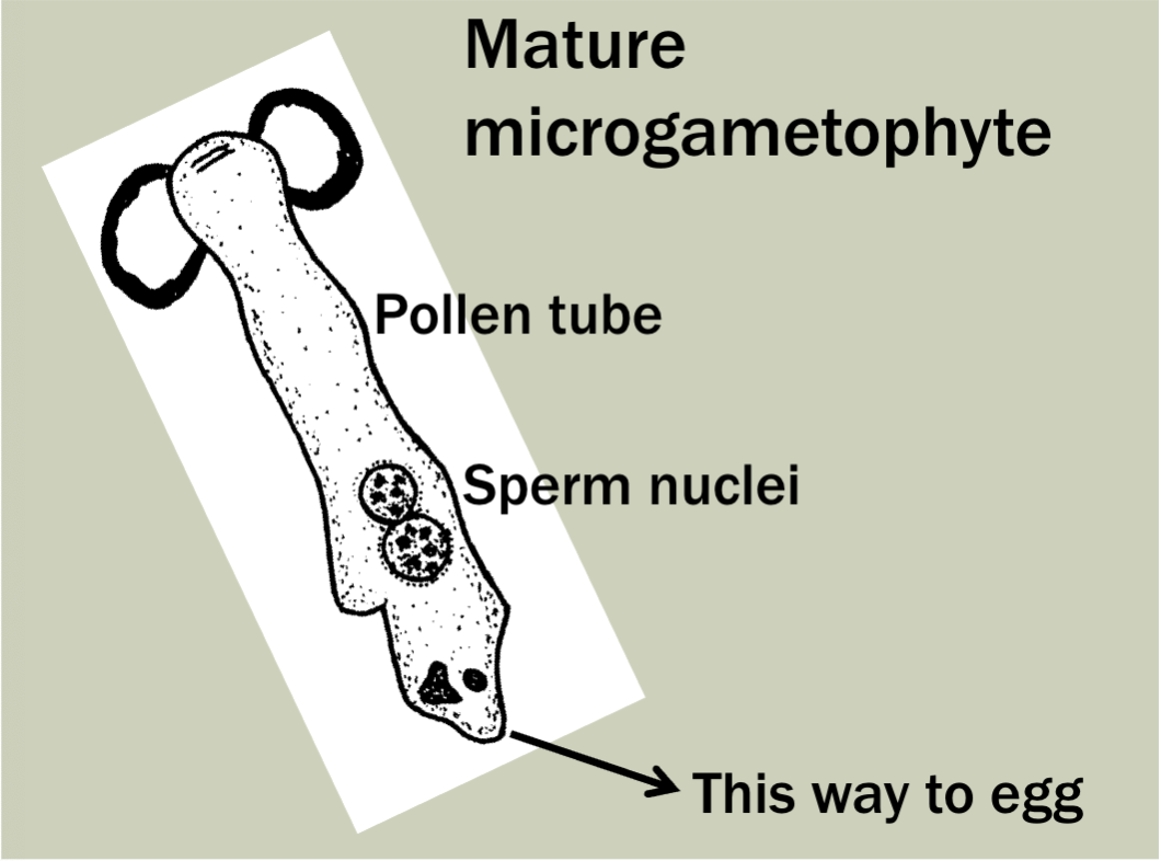 <ul><li><p>pollen transmit sperm without water, via a pollen cone (micro-sporangia 2N) </p></li><li><p>pollen grain = micro-gametophyte (N) which develops a generative cell and a tube cell where pollen will reach the ovules</p></li><li><p>pine cones = ovulate cones (mega-sporangia 2N)</p></li><li><p>some cones have dispersers (birds and mammals most common) </p></li></ul><p></p>