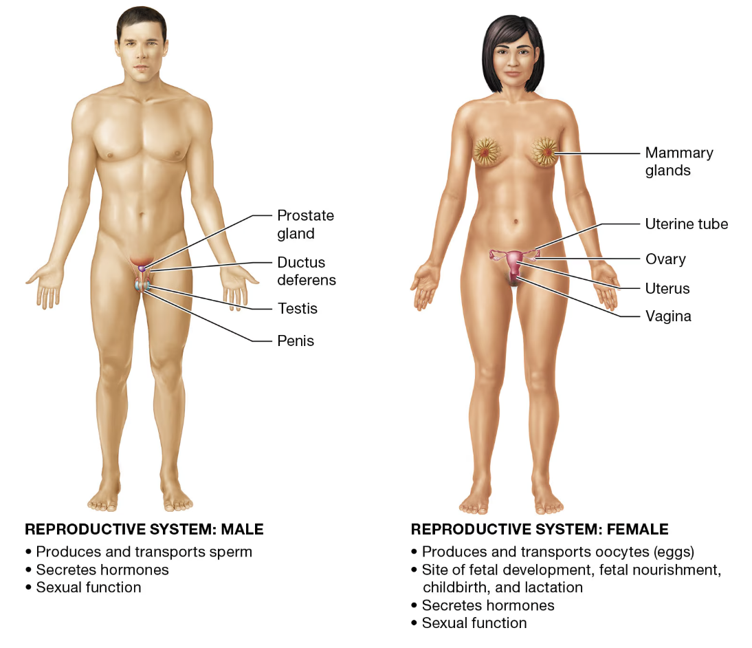 <p>REPRODUCTIVE SYSTEM</p>