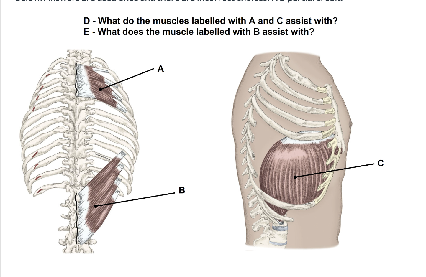<p>Match the appropriate term with the landmark, structure, or function (A-E) identified in the picture below. Answers are used once and there are incorrect choices. NO partial credit.</p>