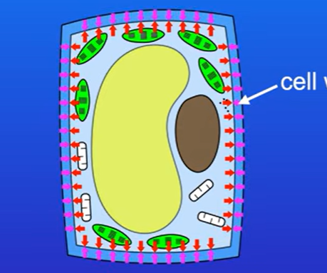 <p>It is permeable to molecules , e.g water.</p><p>Under normal conditions, plant cells contain great deal of water, as water moves in by osmosis, the plant cell contents push outwards against cellulose cell wall, </p><p>The great strength of cellulose cell wall means it can reisst the outwards pressure do to cell contents. </p><p>Prevents cell from bursting.</p>