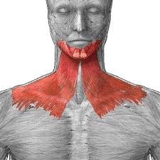 <p>superficial, "eek face"</p>