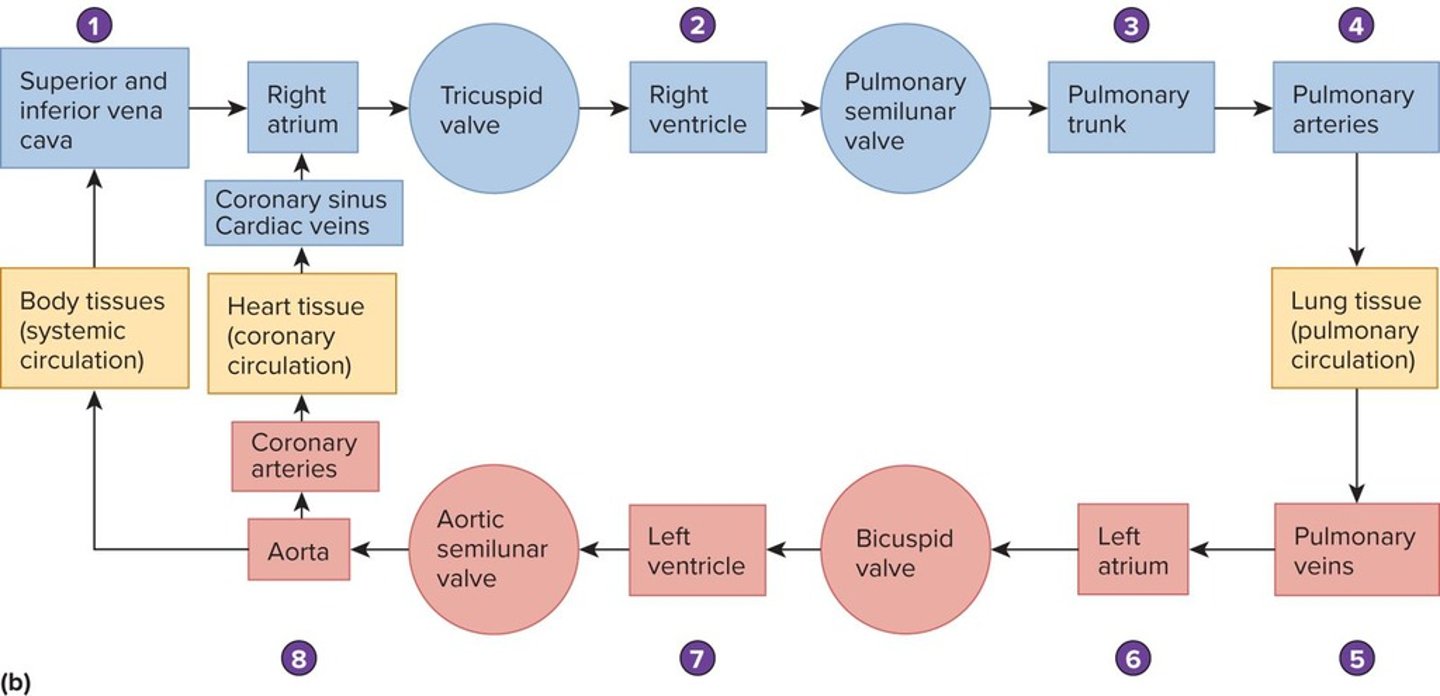 <p>Systemic circulation carries oxygenated blood from the heart to the body, while pulmonary circulation moves deoxygenated blood from the heart to the lungs.</p>