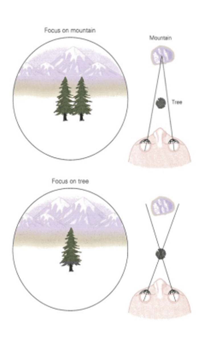 <p>looking at objects in depth so that retinal images are overlapping (stereo/double vison); deliberate</p>