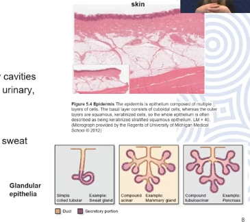 <ol><li><p> Covering and lining epithelia: forms the outer coverings of skin, lines some internal organs (blood vessels, body cavities, digestive system, urinary system…)</p></li><li><p>Glandular epithelia: forms the secreting portions of glands (thyroid glands, adrenal glands, sweat glands)</p></li></ol><p></p>