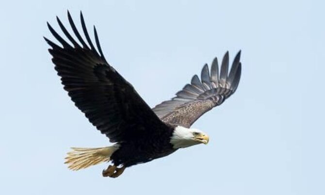 <p>an eagle</p>