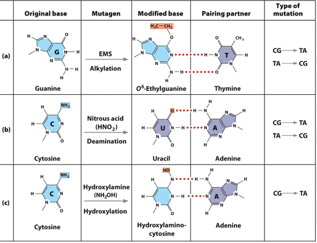 <p>Base Analogs </p><p>Alkylating Agents </p><p>Deamination </p><p>Hydroxylamine </p><p>Oxidative Reactions </p><p>Intercalating Agents</p>