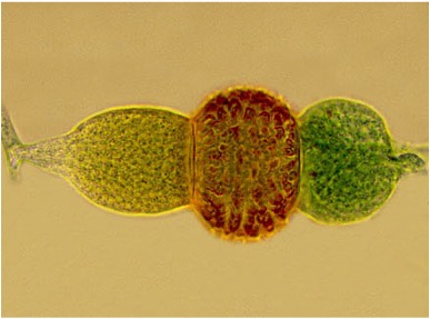 <p>This mode of sexual reproduction is a bow-like structure with a zygote in the middle</p><ul><li><p>Rhizopus</p></li></ul><p></p>