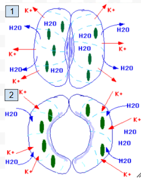 <p>Which is guard cells open/close</p>