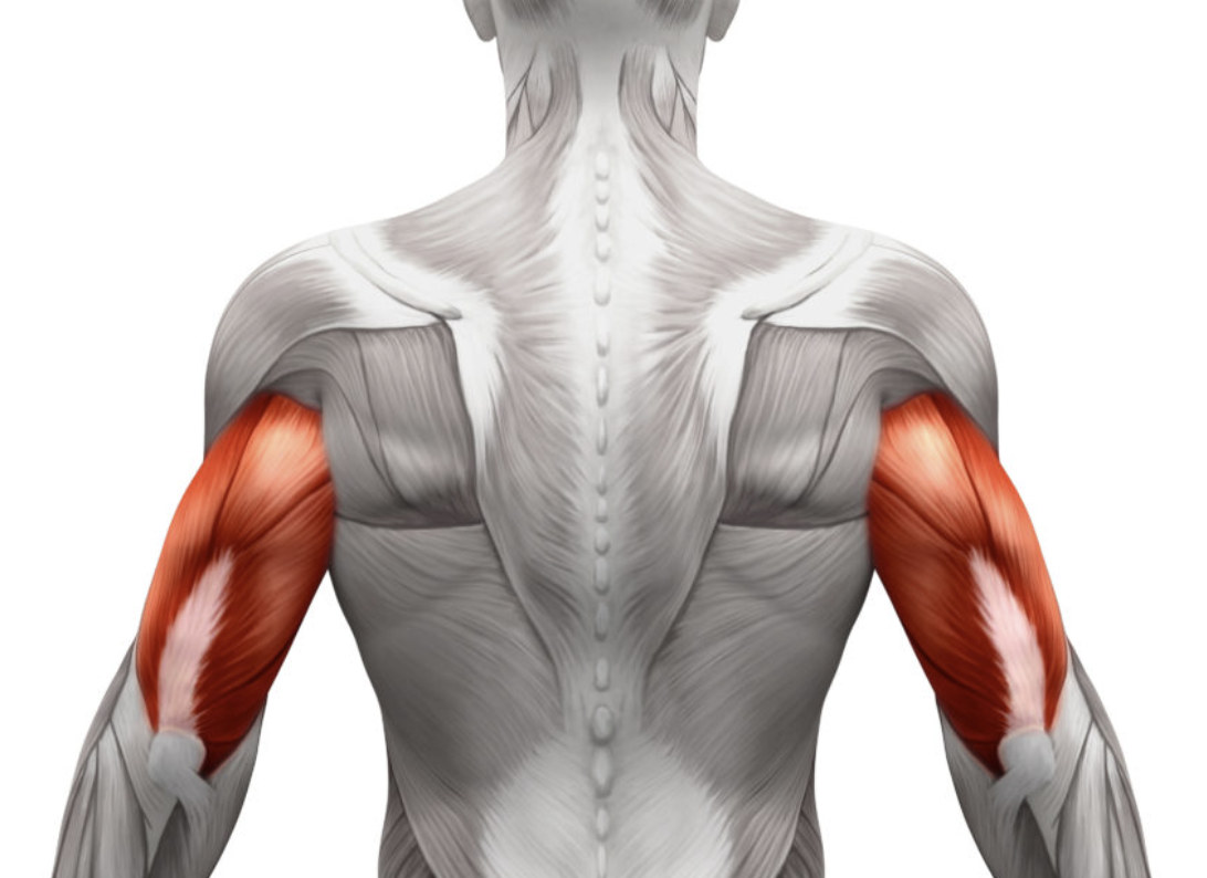 <p>A large muscle that covers the entire back of the upper arm and extends the forearm</p>