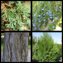 <p>eastern redcedar</p>