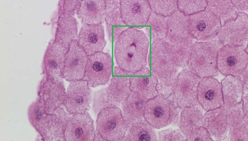 <p>What phase is portrayed?</p>