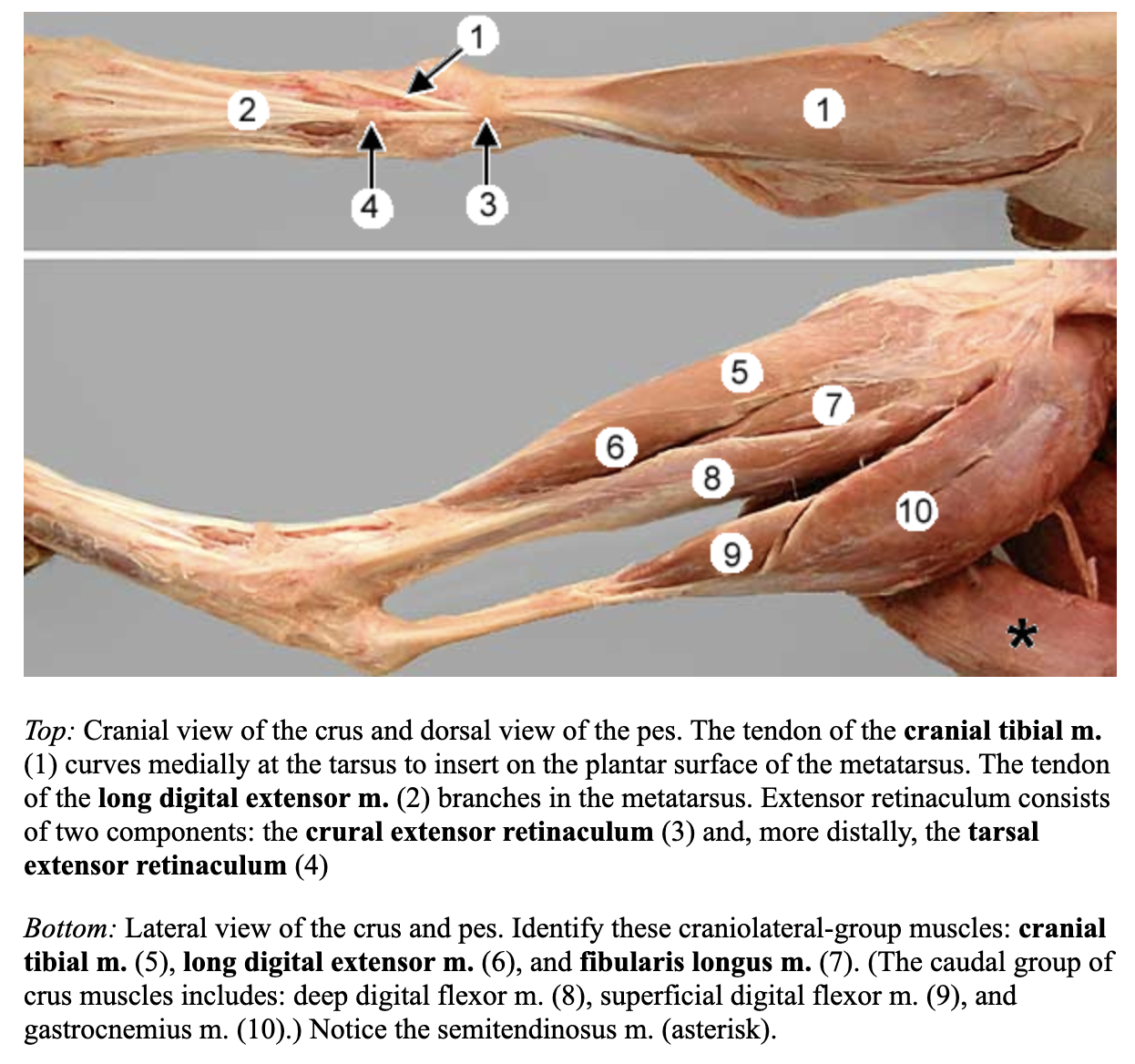 <p>5</p><p>attachments: cranial border of the tibia and proximal MT I &amp; II</p><p>action: flex the tarsus </p><p>blood: cranial tibial a. </p><p>nerve: common fibular n. </p>