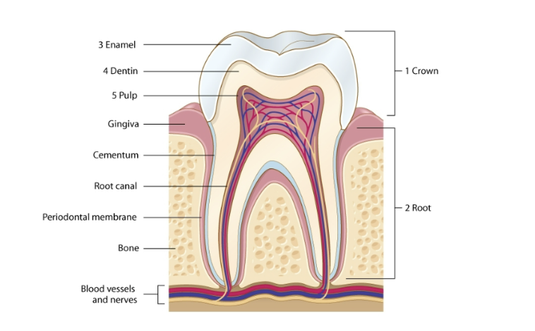 <p>anatomical terms of a tooth</p>