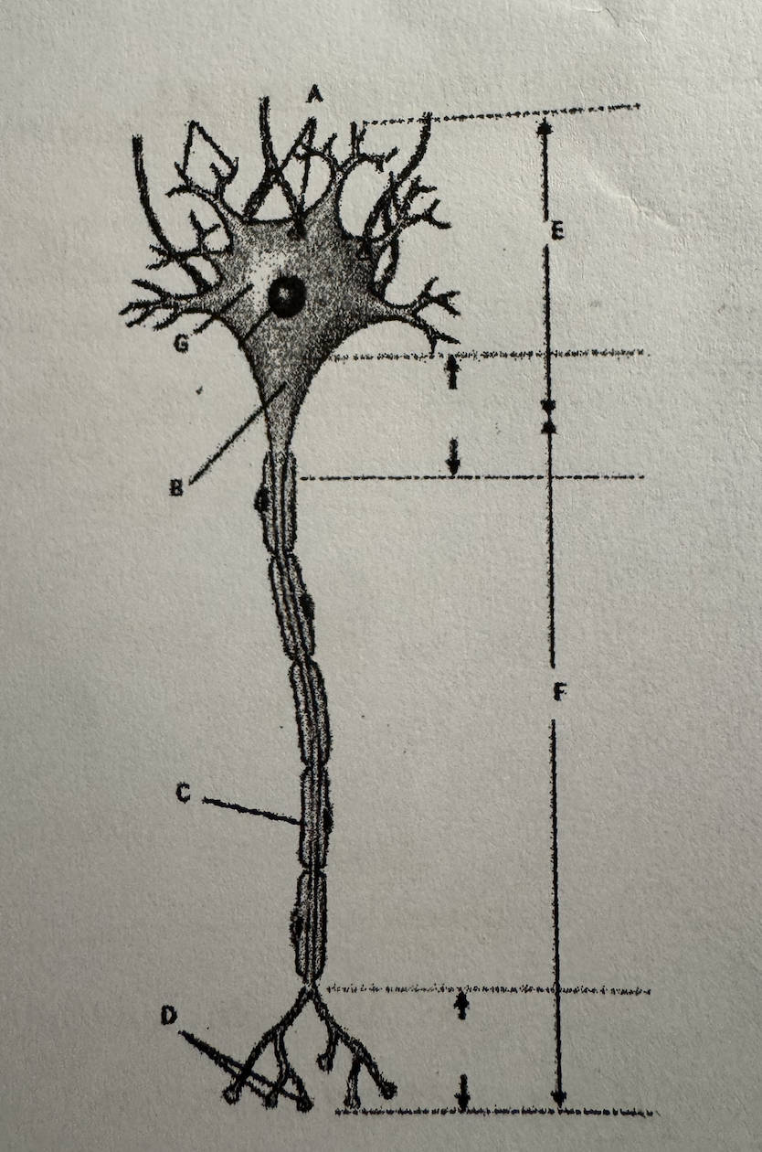 <p>Assign letters to these questions:<br><br>This structure acts like insinulation along the axon _<br>One of the main functions of this region is keeping the cell alive _<br>Neurotransmitters is released from this region _</p>