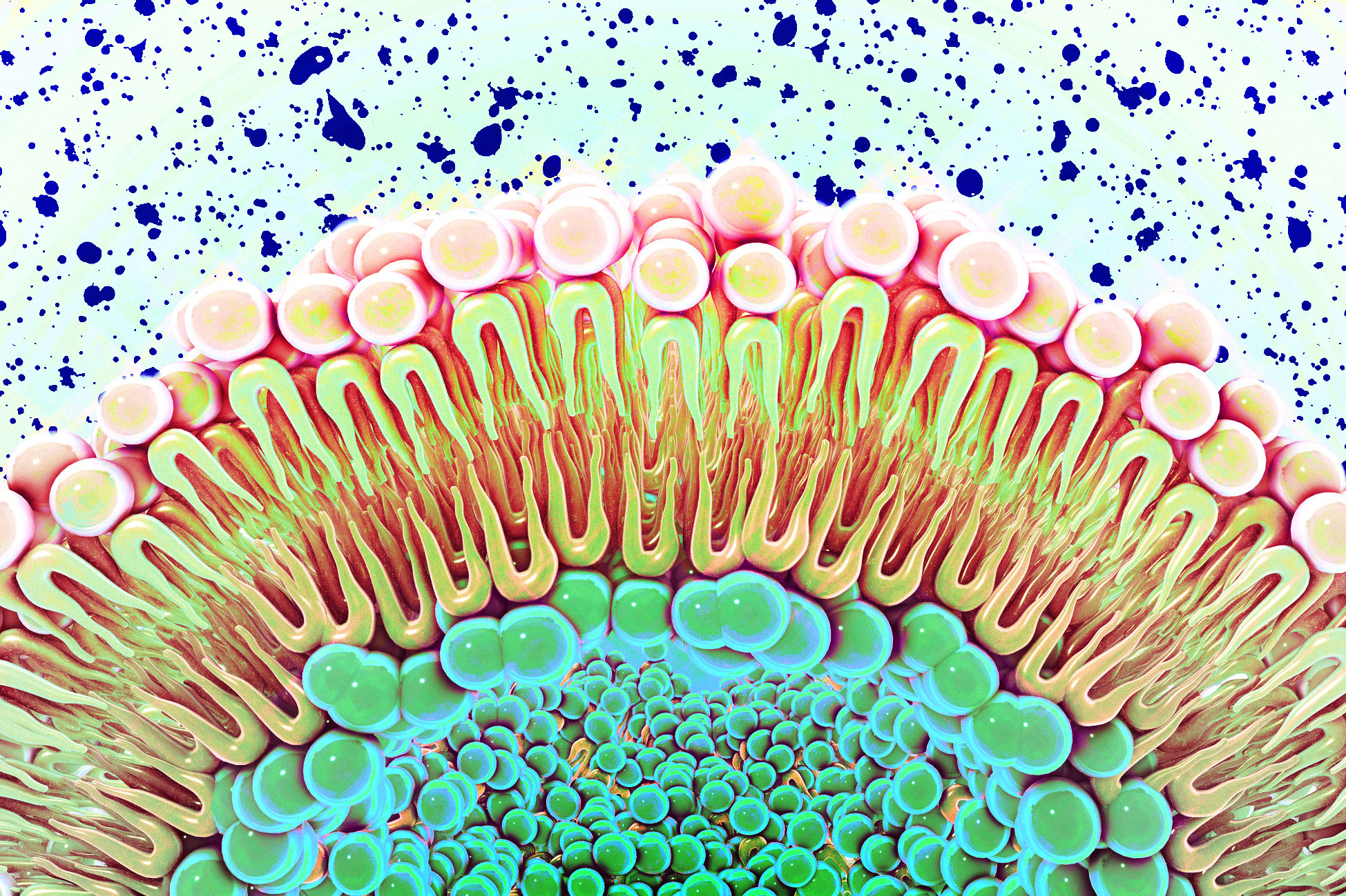 <p>Explaib Plasma Membrane</p>