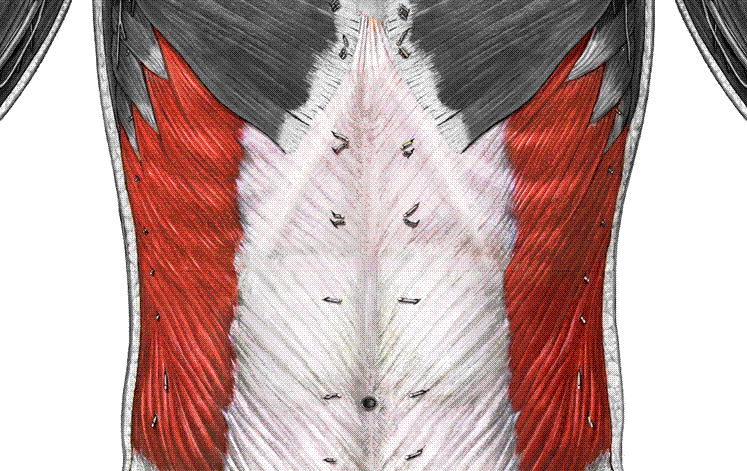 <p>What muscle is this?</p>