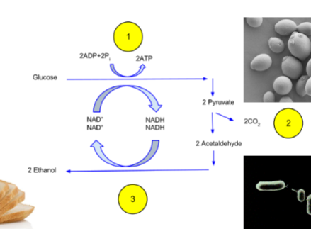 <p>microbes that produce ethanol as primary fermentation product</p><p>Pathway: glucose → 2 pyruvate → 2 acetaldehyde + 2CO2 → 2 ethanol</p><p>acetaldehyde reducing to ethanol makes NAD+</p>