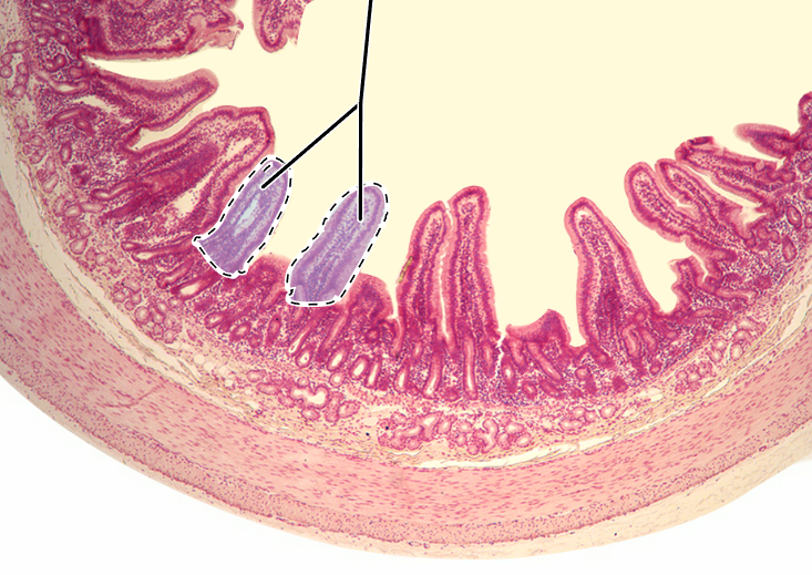 knowt flashcard image