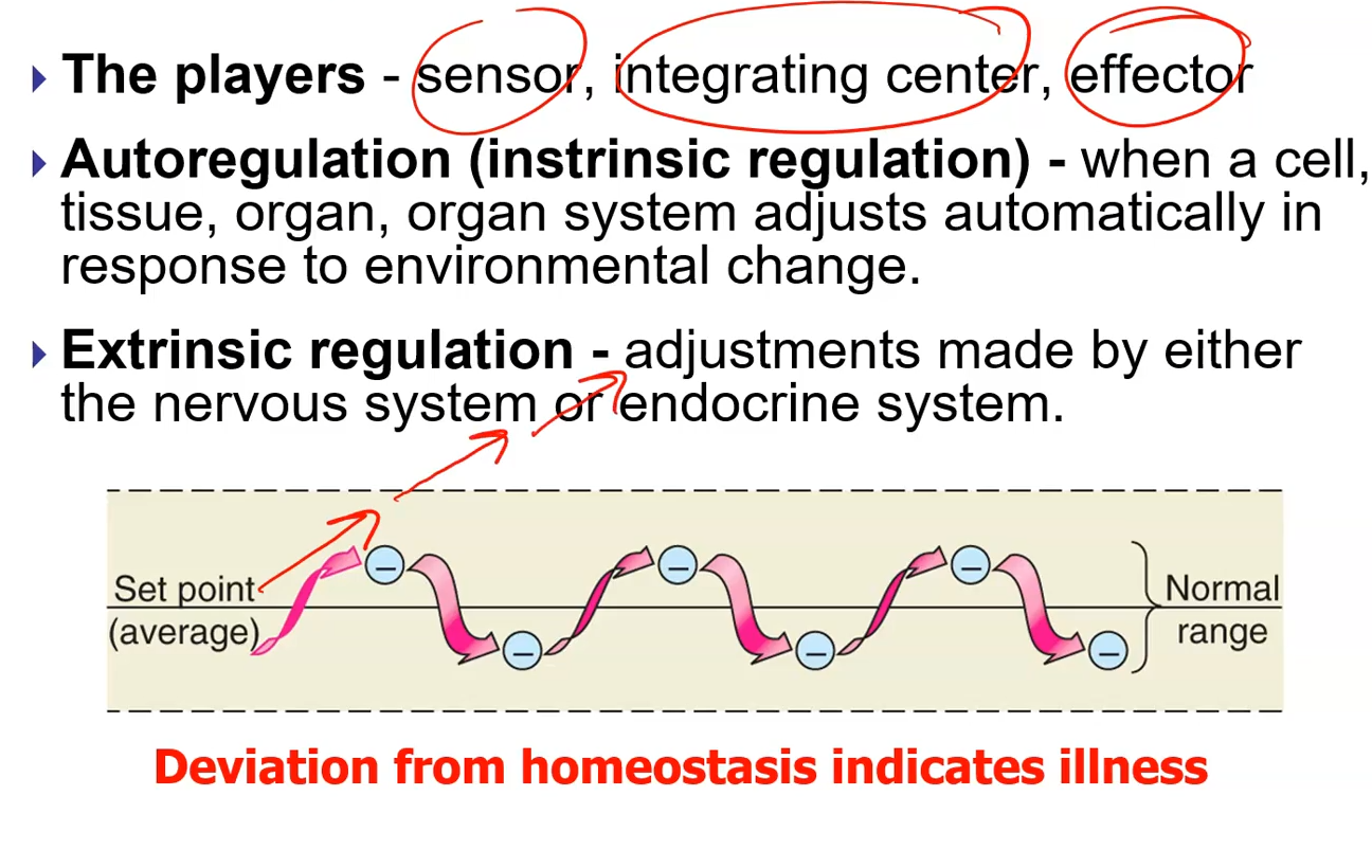 <p>Action of the effector causes condition to deviate further from the set-point (destabilizing).</p>