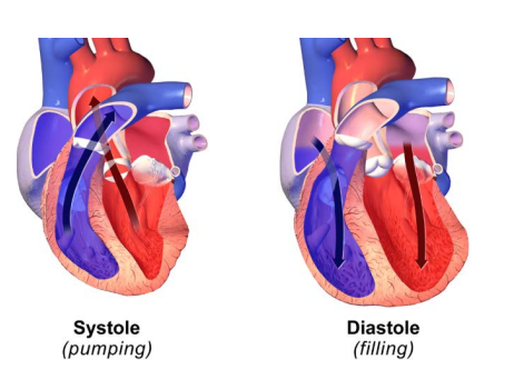<p>The study of forces involved in the circulation of blood •</p><p> Systolic • Diastolic</p>